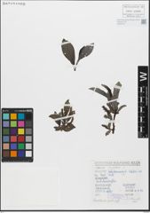 Foto von Salix glabra Scop.